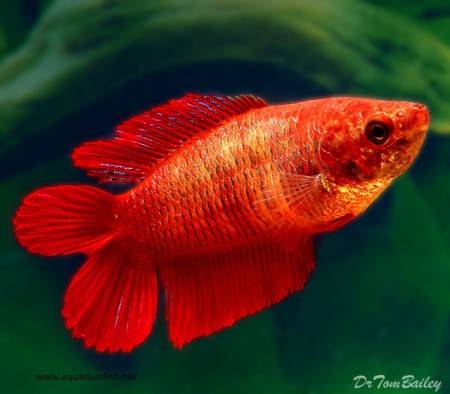 Betta splendens - Doubletail, samička